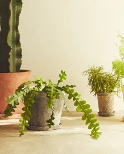 ZARA Home Dark Clay Flowerpot